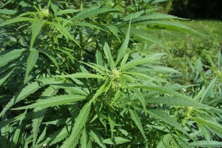 Bill to Add PTSD as Qualifying Condition for Medical Marijuana Advances in New York Senate Bill to Add PTSD as Qualifying Condition for Medical Marijuana Advances in New York Senate