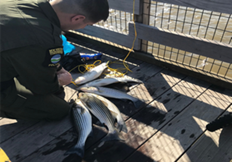 ECO Walraven returning live striped bass to the Hudson River