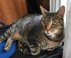 cat4