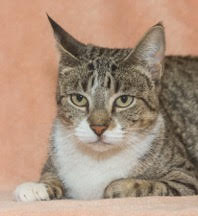 cat5