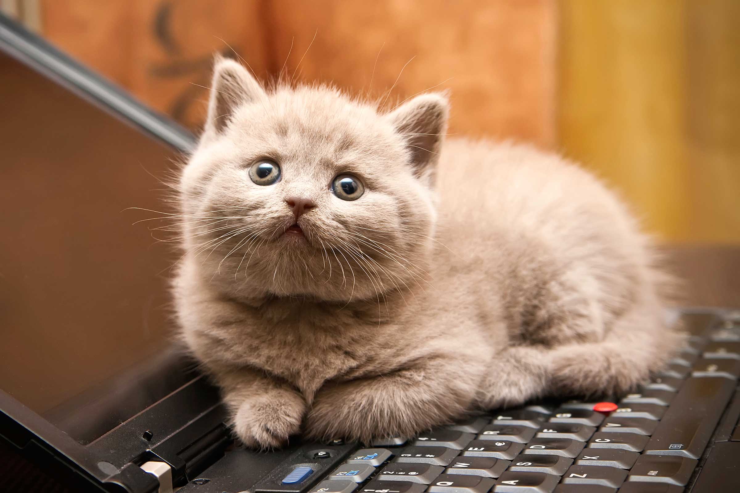 01-cat-wants-to-tell-you-laptop