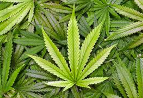 New York State to Relax Marijuana Regulations Further