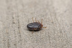 NEW TICK FOUND IN ROCKLAND NEW TICK FOUND IN ROCKLAND