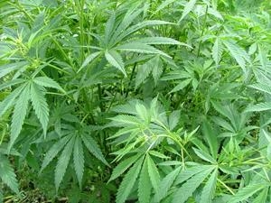 Update on pot legalization in New York Update on pot legalization in New York
