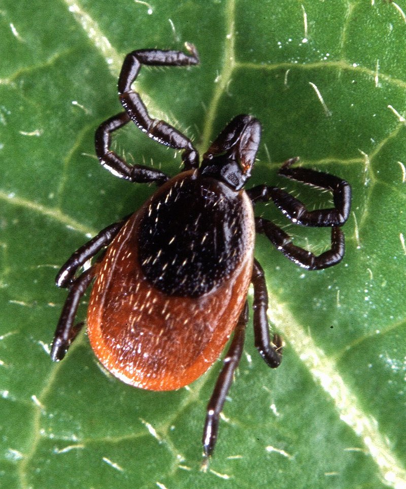 “BE TICK FREE” THIS SPRING TO PREVENT TICK-BORNE ILLNESSES “BE TICK FREE” THIS SPRING TO PREVENT TICK-BORNE ILLNESSES