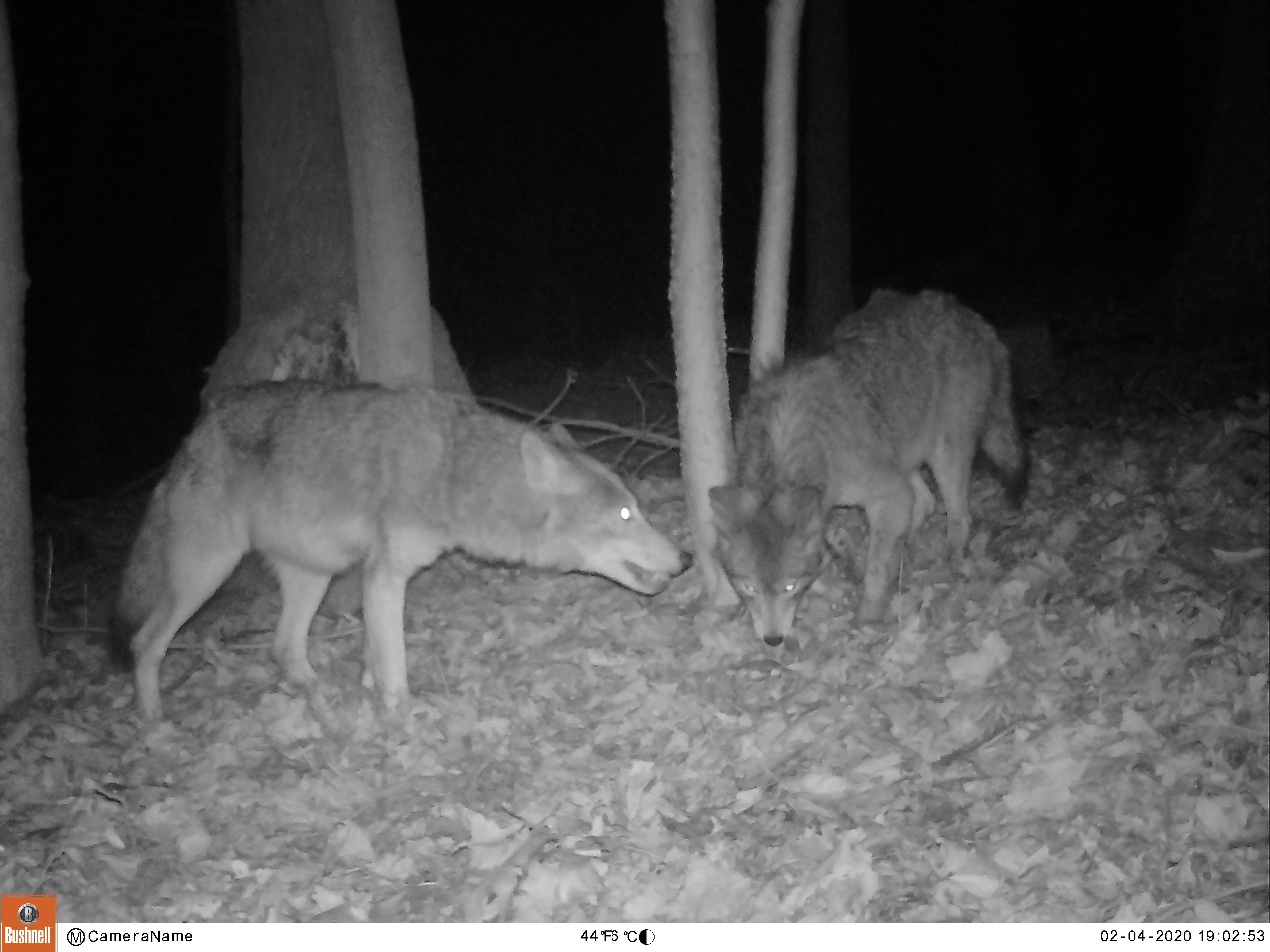 SCENES OF ROCKLAND – Coyotes in Tomkins Cove SCENES OF ROCKLAND – Coyotes in Tomkins Cove