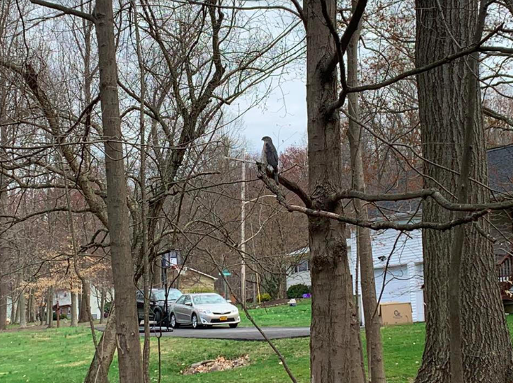 Stuck hawk freed in Chestnut Ridge Stuck hawk freed in Chestnut Ridge