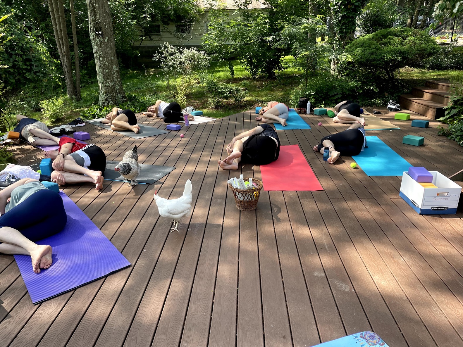 chicken_yoga